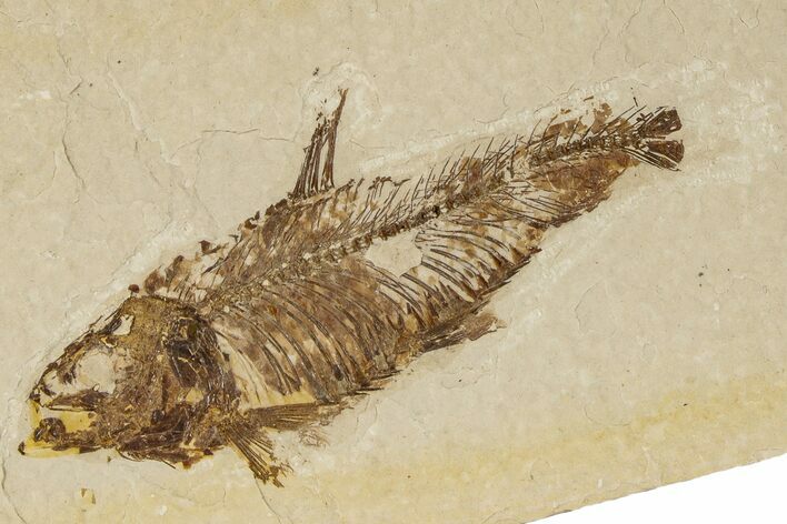 Bargain, Fossil Fish (Knightia) - Wyoming #186459